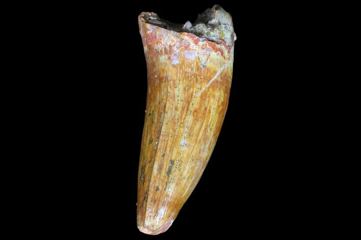 Fossil Crocodile (Elosuchus) Tooth - Top Quality #81020